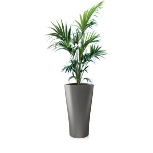 Kentia en pot anthracite Lechuza (H.160cm)