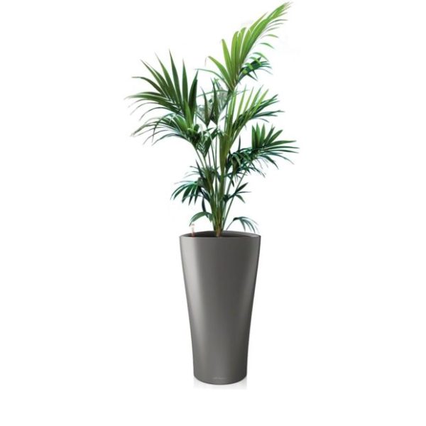 Kentia en pot anthracite Lechuza (H.160cm)