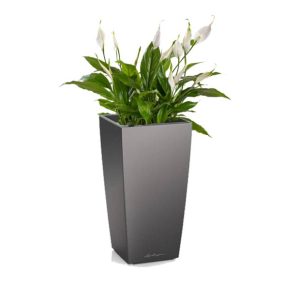 Spathiphyllum en pot anthracite Lechuza (H.50cm)