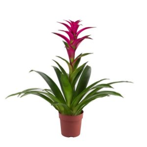 Guzmania Alerta