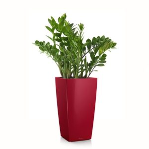 Zamioculcas en pot rouge Lechuza (H.85cm)