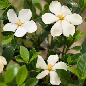 Gardenia d'extérieur