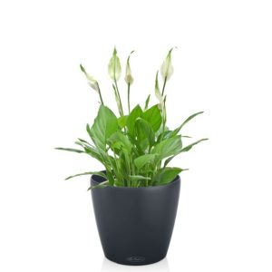 Spathiphyllum en pot gris ardoise Lechuza (H.55cm)