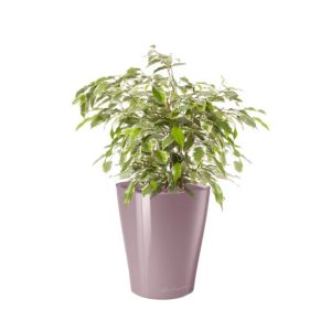 Ficus Kinky en pot mauve Lechuza (H.40cm)