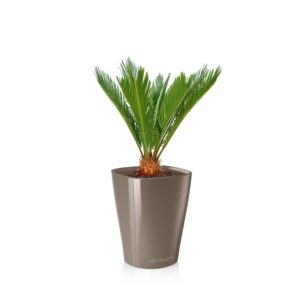 Cycas en pot taupe Lechuza (H.40cm)