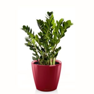 Zamioculcas en pot rouge Lechuza (H.60cm)