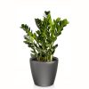 Zamioculcas en pot anthracite Lechuza (H.65cm)