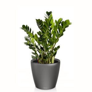 Zamioculcas en pot anthracite Lechuza (H.65cm)