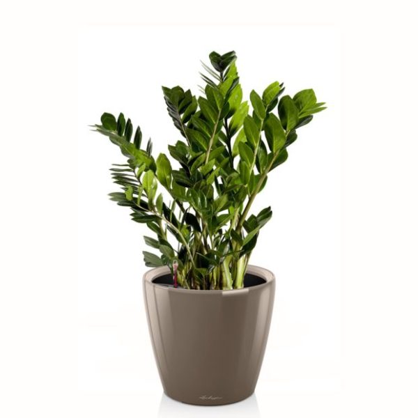 Zamioculcas en pot taupe Lechuza (H.65cm)