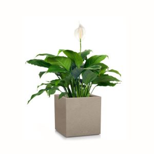 Spatiphyllum en pot beige sable Lechuza (H.70cm)