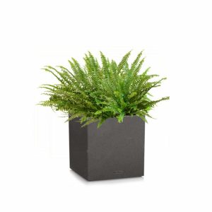 Fougère de Boston en pot noir Lechuza (H.70cm)