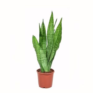 Sansevieria zeylanica