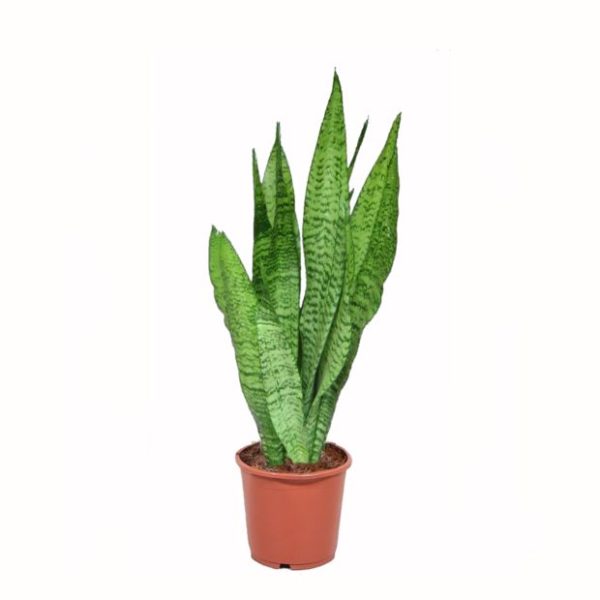 Sansevieria zeylanica