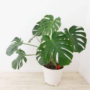 Monstera deliciosa