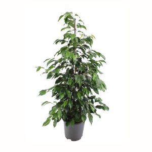 Ficus benjamina Danielle