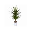 Dracaena marginata (2 pieds)
