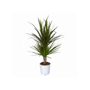 Dracaena marginata (2 pieds)