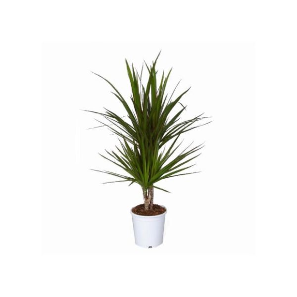 Dracaena marginata (2 pieds)