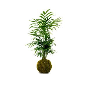 Kokedama Chamaedorea