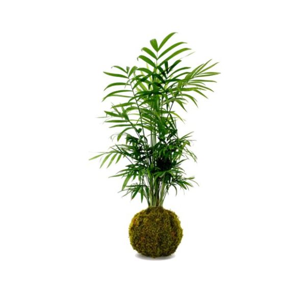 Kokedama Chamaedorea