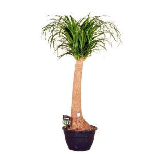 Beaucarnea (H.160cm)