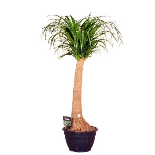 Beaucarnea (H.160cm)