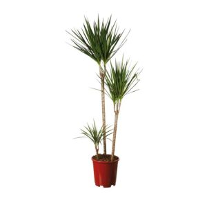 Dracaena marginata 3 troncs (H.150cm)