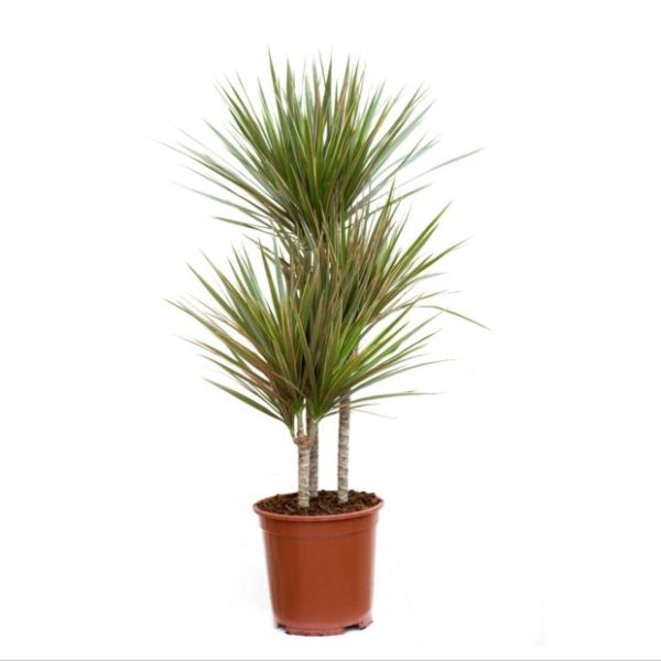 Dracaena marginata bicolor 3 troncs (H.150cm)