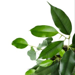 Ficus Benjamina (H.180cm)