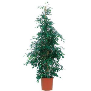 Ficus Danielle (H.150cm)