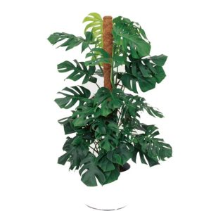 Monstera deliciosa sur tuteur (H.150cm)