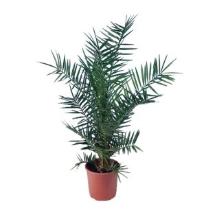 Palmier Phoenix canariensis (H.150cm)