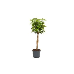 Schefflera compacta tronc tressé (H.160cm)