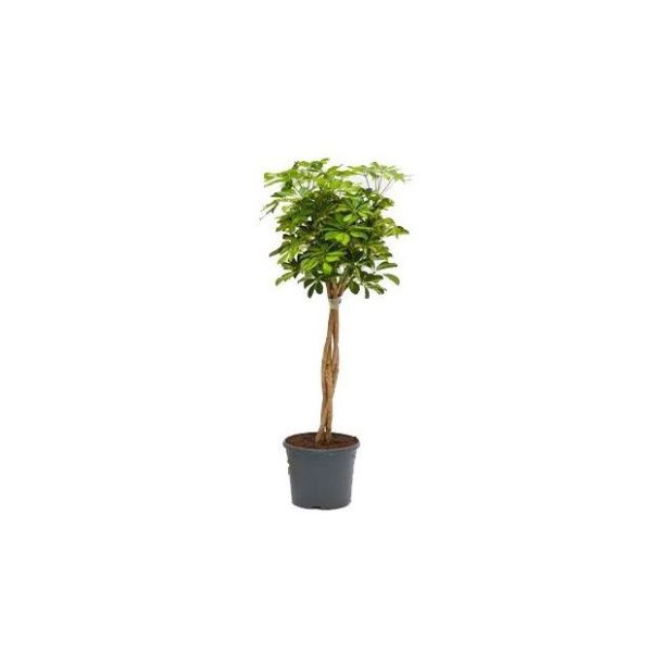 Schefflera compacta tronc tressé (H.160cm)