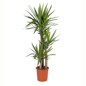 Yucca 3 troncs (H.140-150cm)