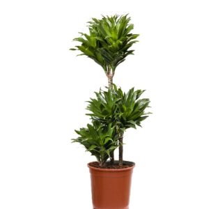 Dracaena Compacta 3 troncs