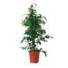 Ficus Danielle