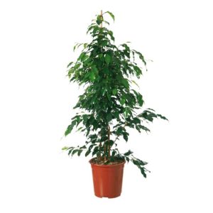 Ficus Danielle