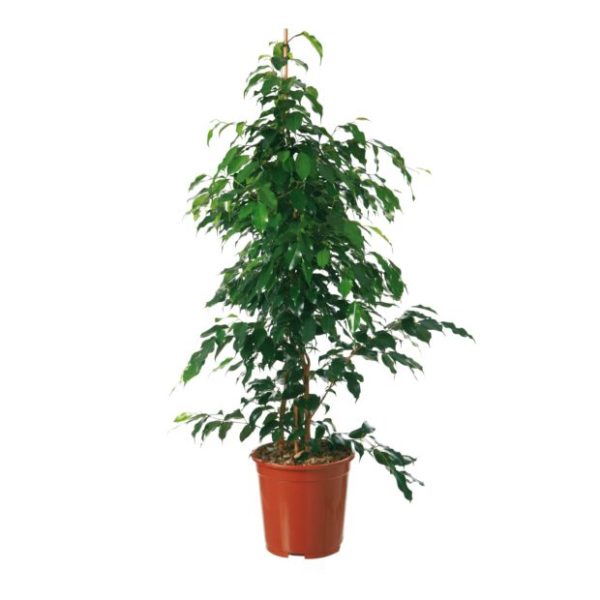 Ficus Danielle