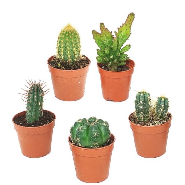 Kit de 5 mini-cactus N°2