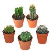 Kit de 5 mini-cactus N°3