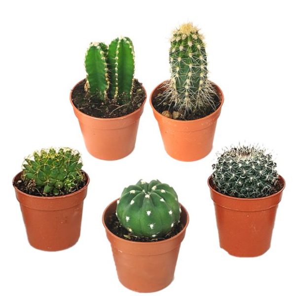 Kit de 5 mini-cactus N°3