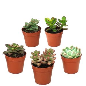 Kit de 5 succulentes N°4