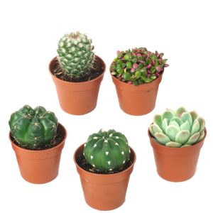 Kit de 5 cactus et succulentes N°8