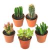 Kit de 5 cactus et succulentes N°9