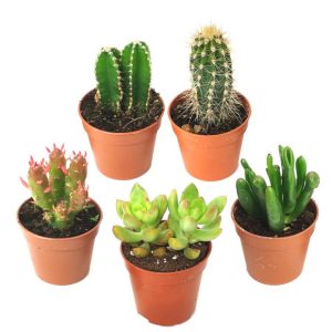 Kit de 5 cactus et succulentes N°9
