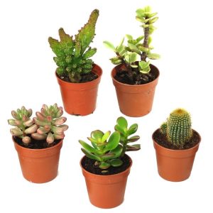 Kit de 5 cactus et succulentes N°12