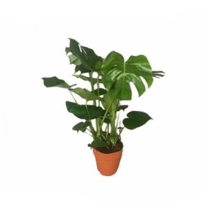 Monstera deliciosa