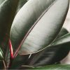 Ficus Caoutchouc Abidjan