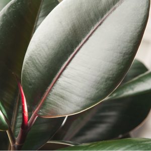 Ficus Caoutchouc Abidjan